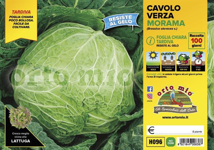 Cavolo verza chiara tardiva Morama F1 - 6 piante - Orto Mio