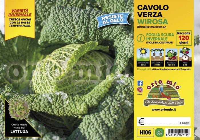 Cavolo verza scura invernale Wirosa F1 - 6 piante - Orto Mio