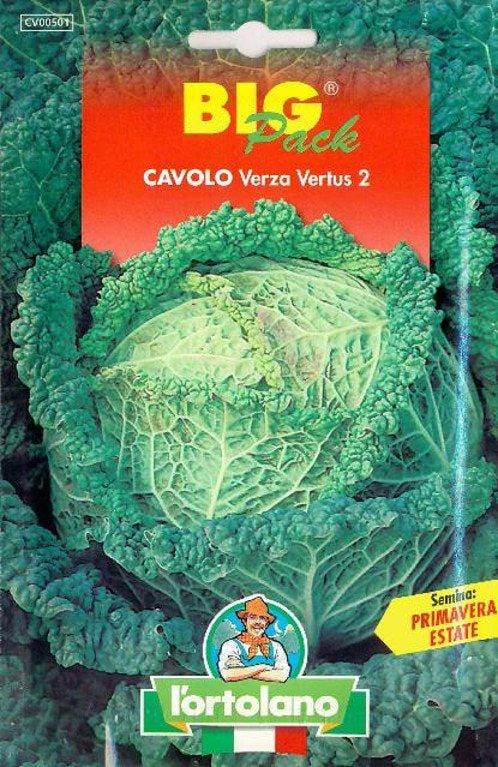 Cavolo Verza Vertus 2 Big Pack - L'ortolano