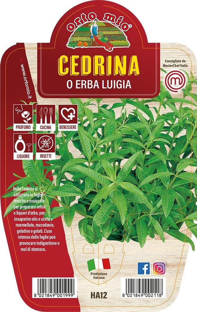 Cedrina o Erba Luigia - 1 pianta v.14 cm - Orto Mio