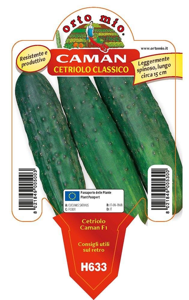 Cetriolo classico Caman F1 - 1 pianta v.10 cm - Orto Mio