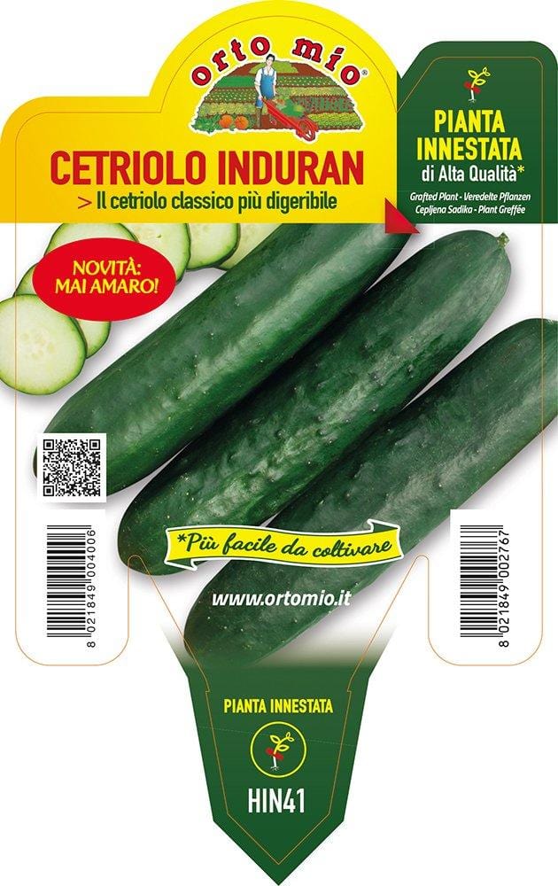 Cetriolo digeribile Induran F1 - 1 pianta innestata v.14 cm - Orto Mio