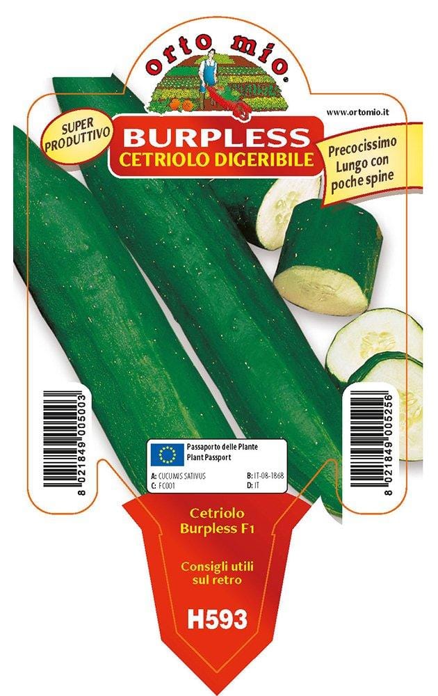 Cetriolo lungo digeribile Burpless F1 -1 pianta v.10 cm - Orto Mio