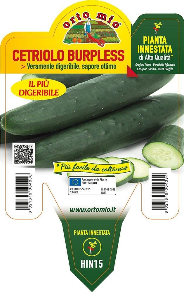 Cetriolo Lungo Digeribile Burpless F1 Innestato - 1 pianta v.14 cm - Orto Mio