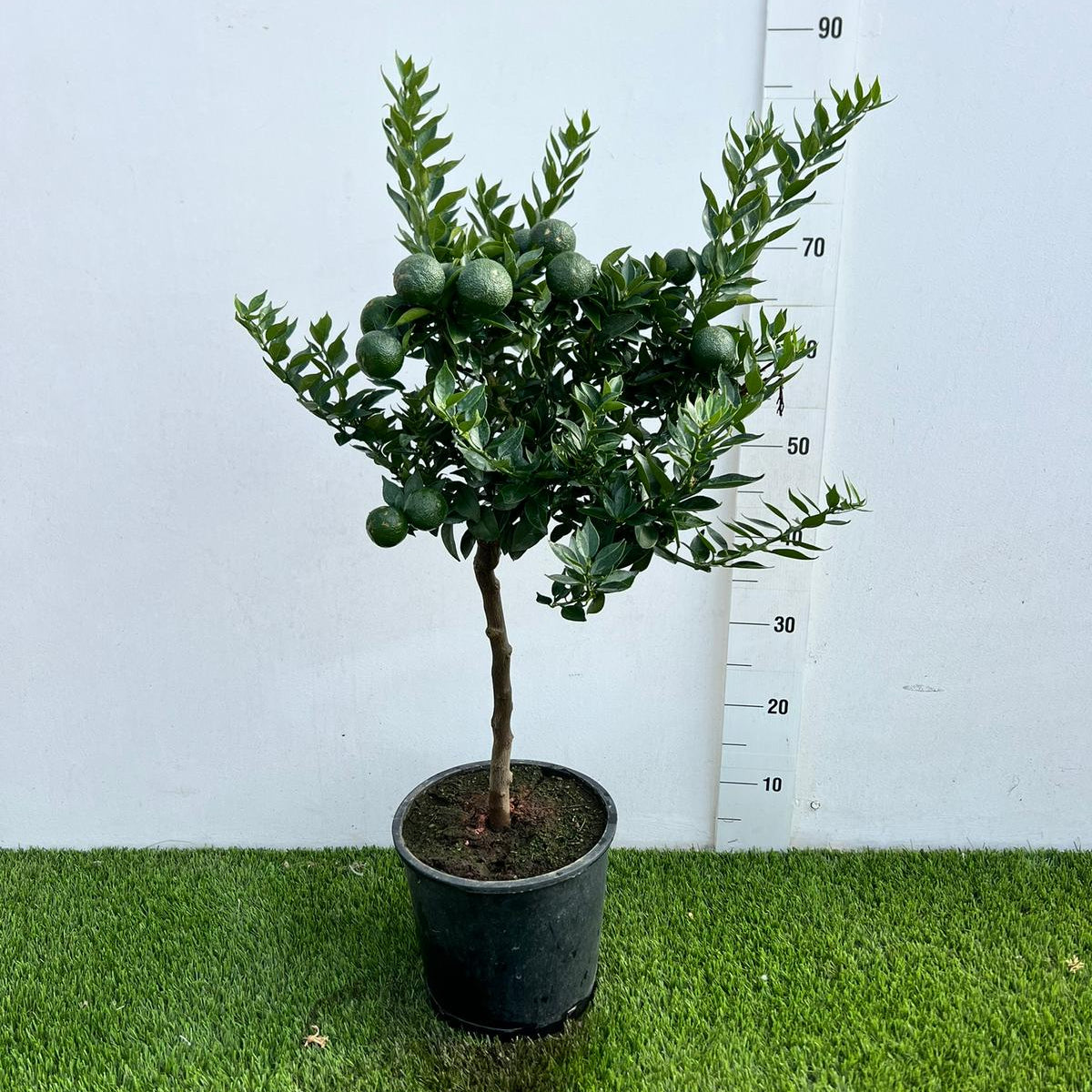 Citrus Chinotto Alberello in Vaso Ø20cm H70cm – Agrume Made in Sicily