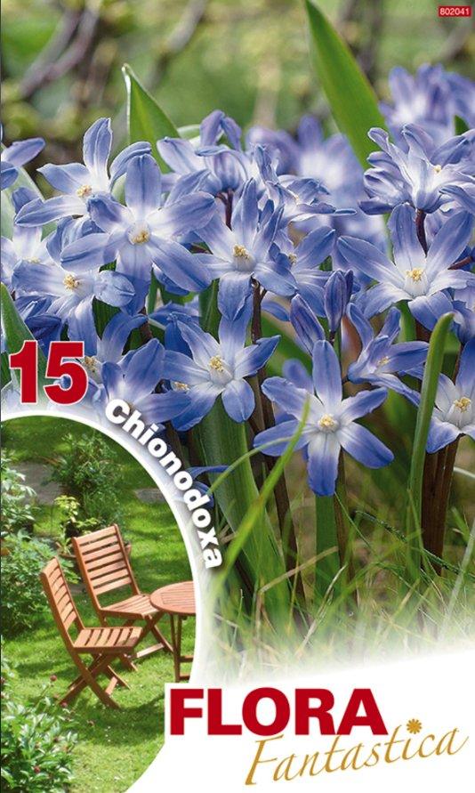 Chionodoxa Luciliae - 15 Bulbi