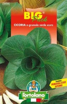 Cicoria Grumolo Verde Scuro Big Pack - L'Ortolano