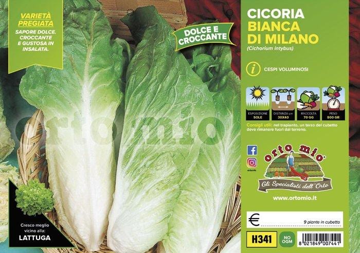Cicorie e Radicchio bianca di Milano Sumero F1 - 9 piante - Orto Mio