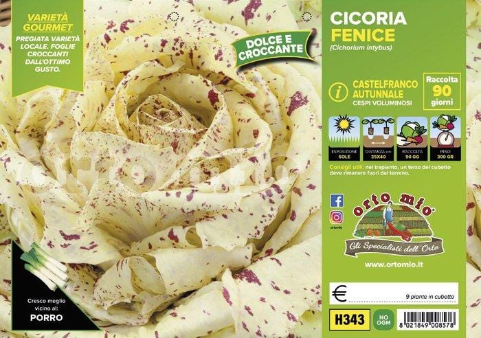Cicorie e Radicchio Castelfranco autunnale Fenice - 9 piante - Orto Mio
