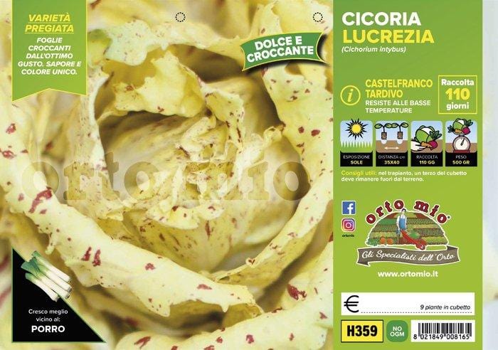 Cicorie e Radicchio Castelfranco tardivo Lucrezia - 9 piante - Orto Mio