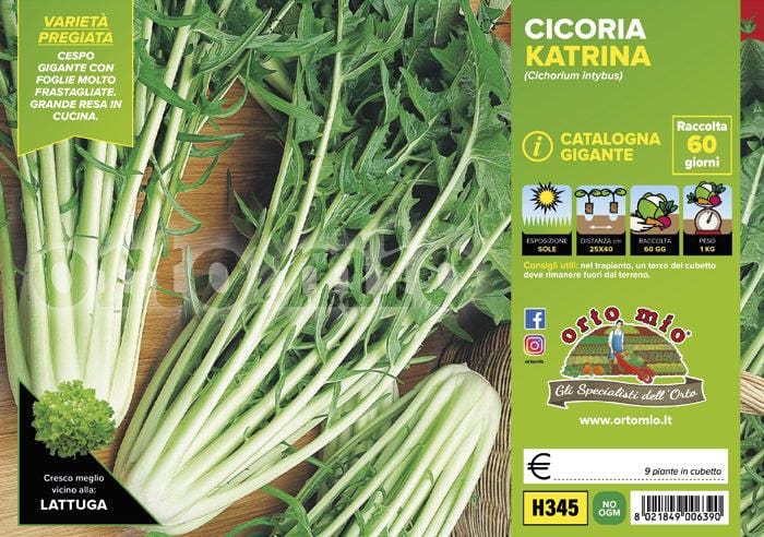 Cicorie e Radicchio Catalogna Gigante Katrina F1 - 9 piante - Orto Mio