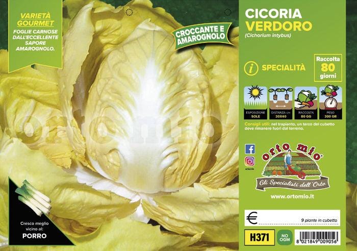 Cicorie e Radicchio Gialla Verdoro - 9 piante - Orto Mio
