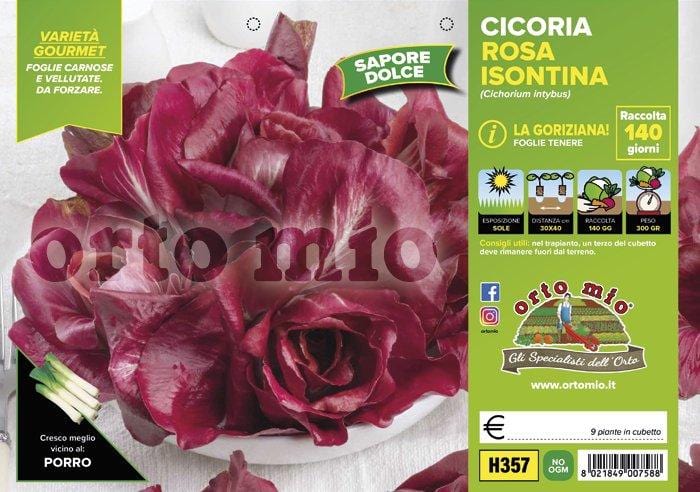 Cicorie e Radicchio Goriziana o Rosa Isontina - 9 piante - Orto Mio