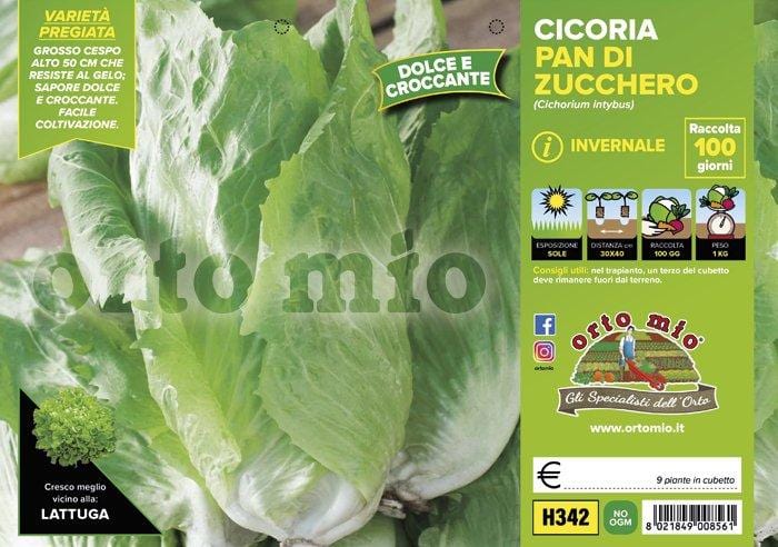 Cicorie e Radicchio pan di zucchero invernale E115 F1 - 9 piante - Orto Mio