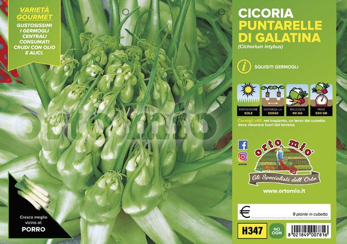 Cicorie e Radicchio Puntarelle di Galatina - 9 piante - Orto Mio
