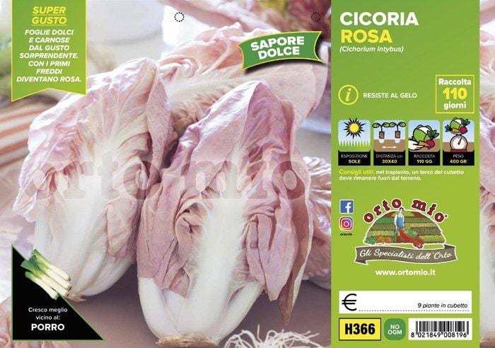 Cicorie e Radicchio Rosa di Verona - 9 piante - Orto Mio