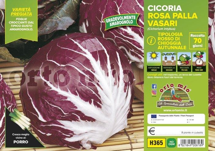 Cicorie e Radicchio rossa di Chioggia autunnale Vasari F1- 9 piante - Orto Mio