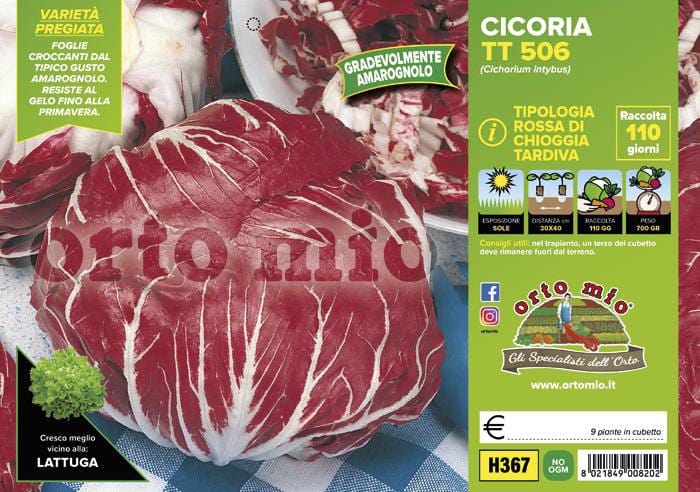 Cicorie e Radicchio rossa di Chioggia tardiva TT 506 - 9 piante - Orto Mio