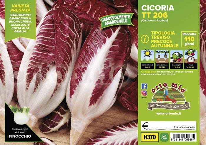 Cicorie e Radicchio Rossa di Treviso precoce autunnale TT 206 - 9 piante - Orto Mio