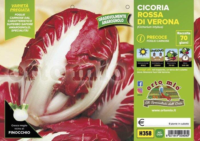 Cicorie e Radicchio rossa di Verona precoce - 9 piante - Orto Mio