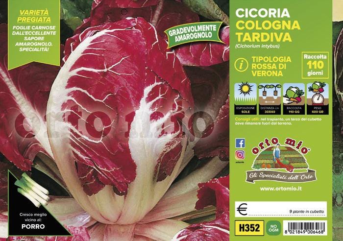 Cicorie e Radicchio rossa di Verona tardiva Cologna - 9 piante - Orto Mio