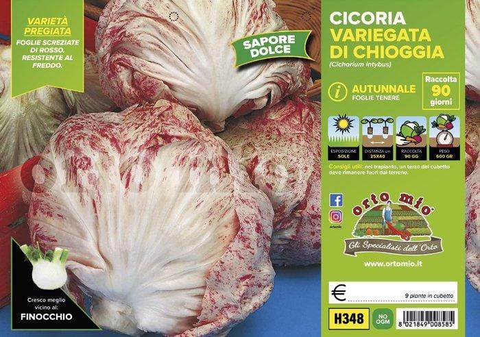 Cicorie e Radicchio variegata di Chioggia autunnale - 9 piante - Orto Mio