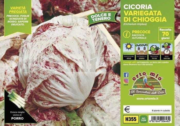 Cicorie e Radicchio variegata di Chioggia precoce - 9 piante - Orto Mio