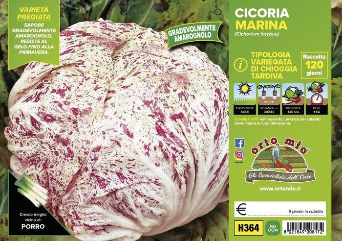 Cicorie e Radicchio variegata di Chioggia tardiva Marina - 9 piante - Orto Mio