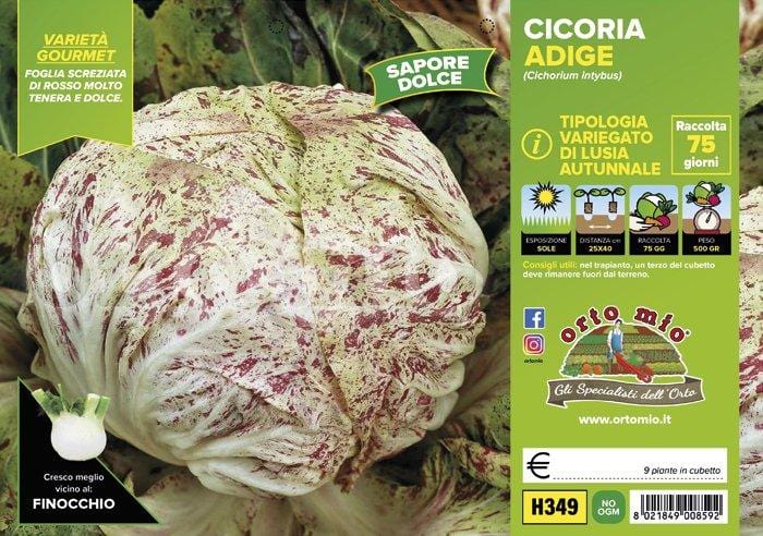Cicorie e Radicchio variegata di Lusia Autunnale Adige - 9 piante - Orto Mio