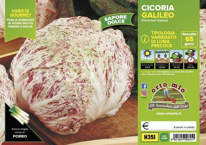 Cicorie e Radicchio variegata di Lusia precoce Galileo F1- 9 piante - Orto Mio