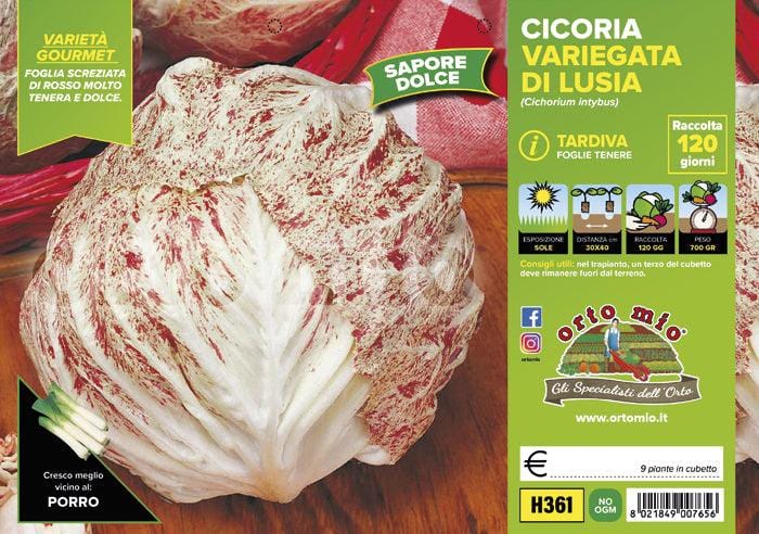 Cicorie e Radicchio variegata di Lusia tardivo - 9 piante - Orto Mio