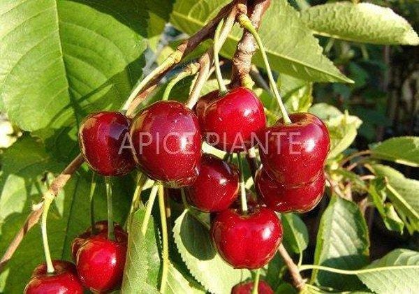 Ciliegio Bigarreau Burlat - Vaso 20 cm - Apice Piantem