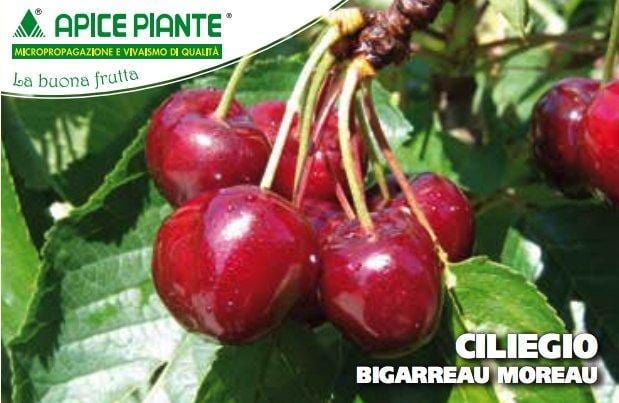 Ciliegio Bigarreau Moreau - v. 20 cm - Apice Piante