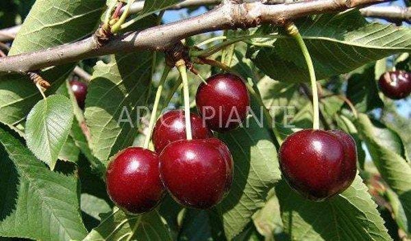 Ciliegio Durone Nero I - v. 20 cm - Apice Piante