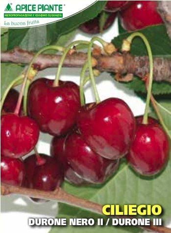 Ciliegio Durone Nero II - v. 20 cm - Apice Piante