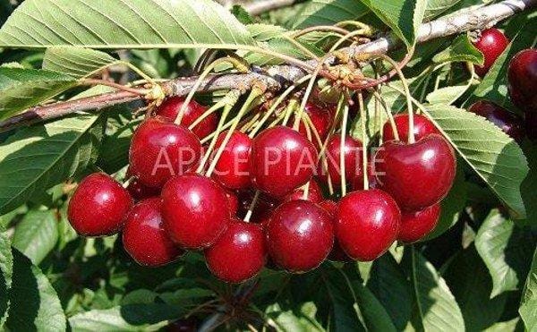 Ciliegio Ferrovia - v. 20 cm - Apice Piante