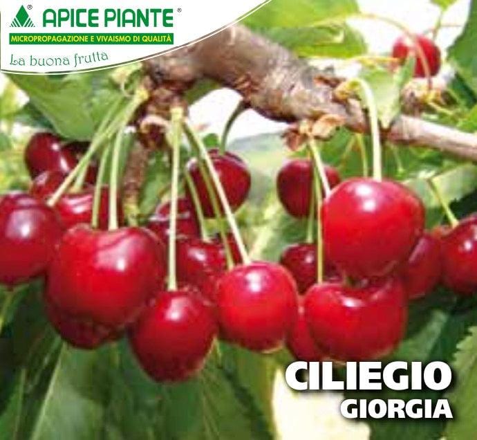 Ciliegio Giorgia - Vaso 20 cm
