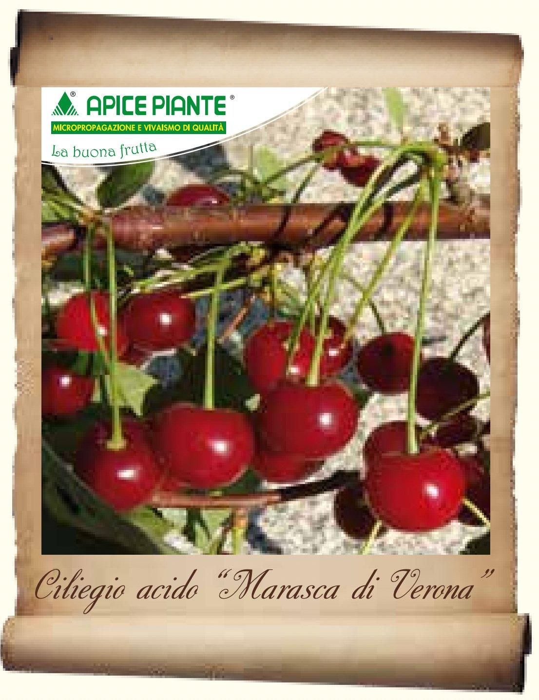 Ciliegio Marasca di Verona (Varietà Antica) - v . 20 cm - Apice Piante
