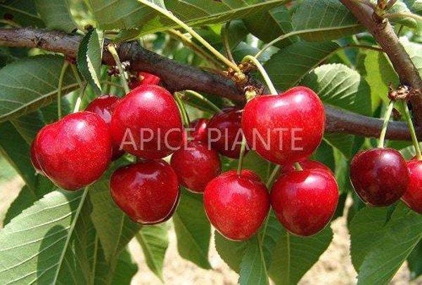 Ciliegio Van - v. 20 cm - Apice Piante