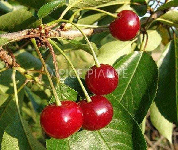 Ciliegio Visciola - v. 20 cm - Apice Piante