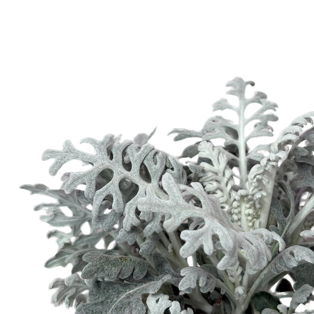Cineraria Marittima D.18