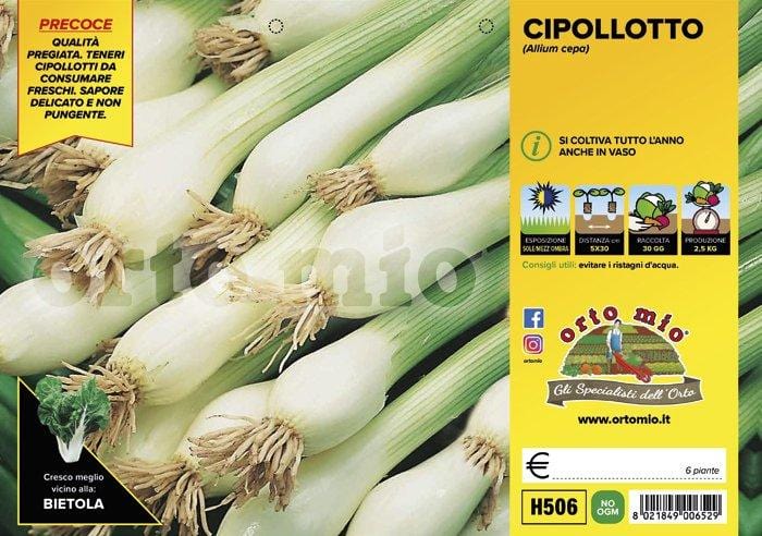 Cipolla Cipollotto - 12 piante - Orto Mio