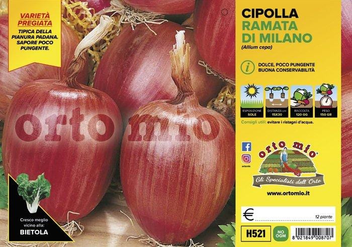 Cipolla ramata di Milano - 12 piante - Orto Mio