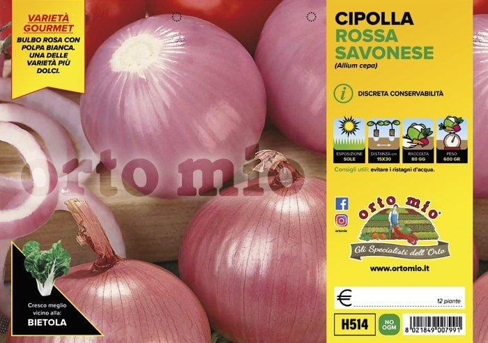 Cipolla rosata savonese - 12 piante - Orto Mio