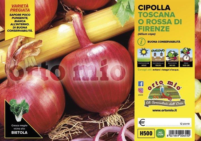 Cipolla toscana o rossa di Firenze - 12 piante - Orto Mio