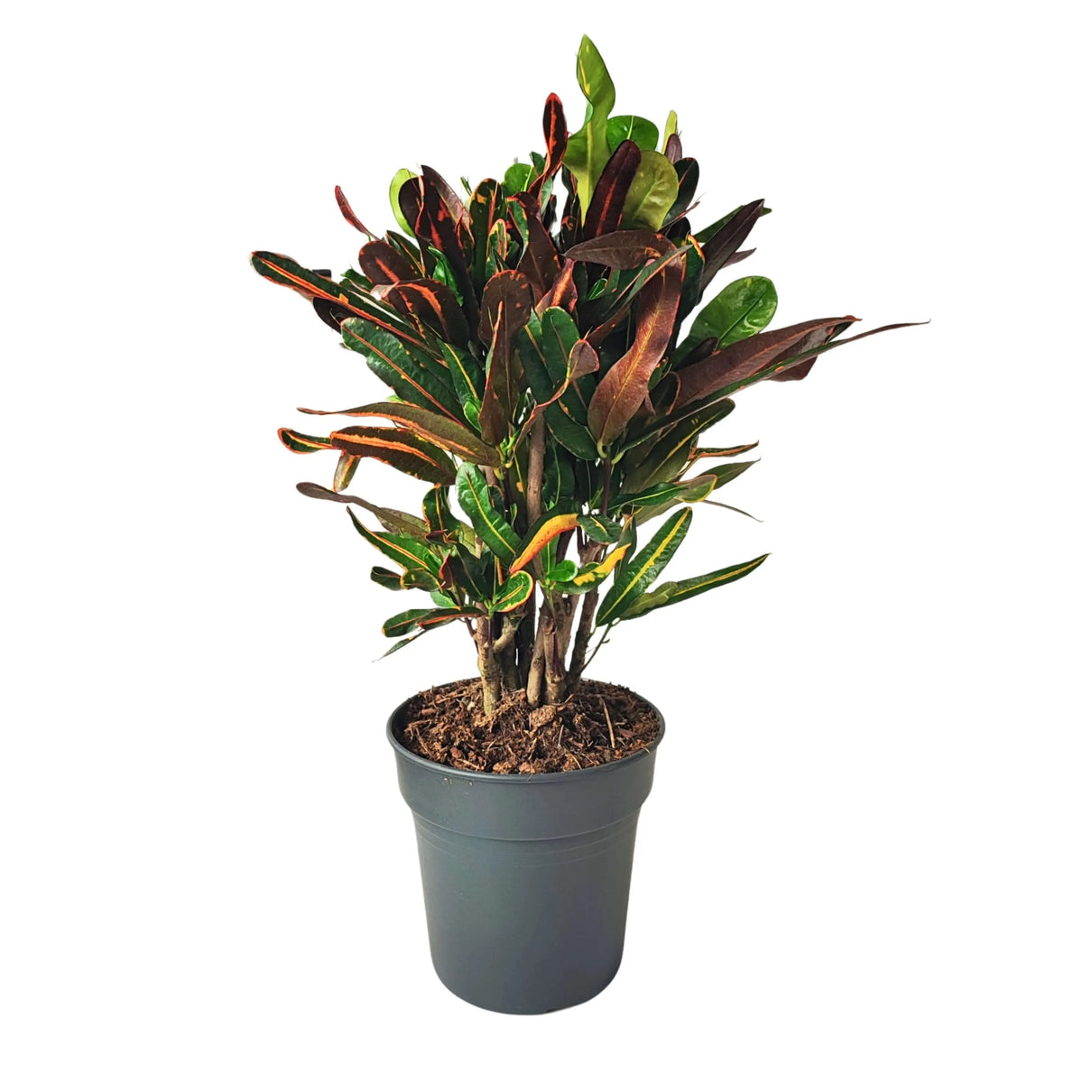 Codiaeum Mammi