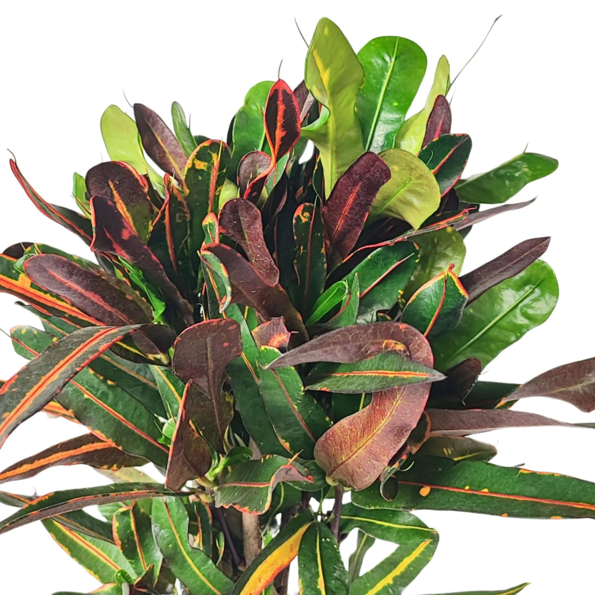 Codiaeum Mammi
