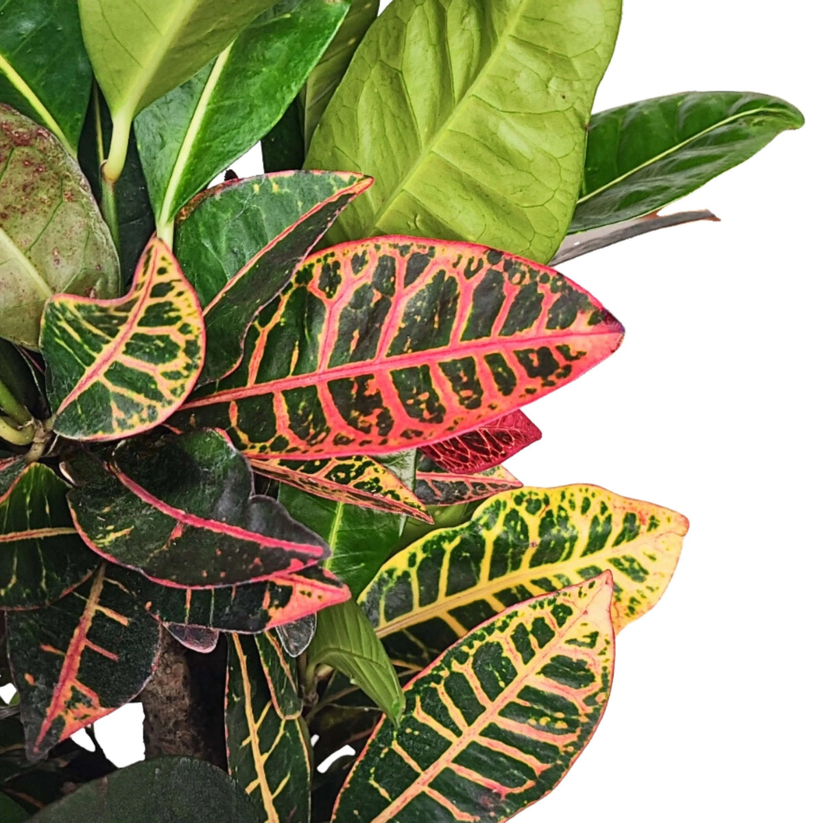 Codiaeum Petra