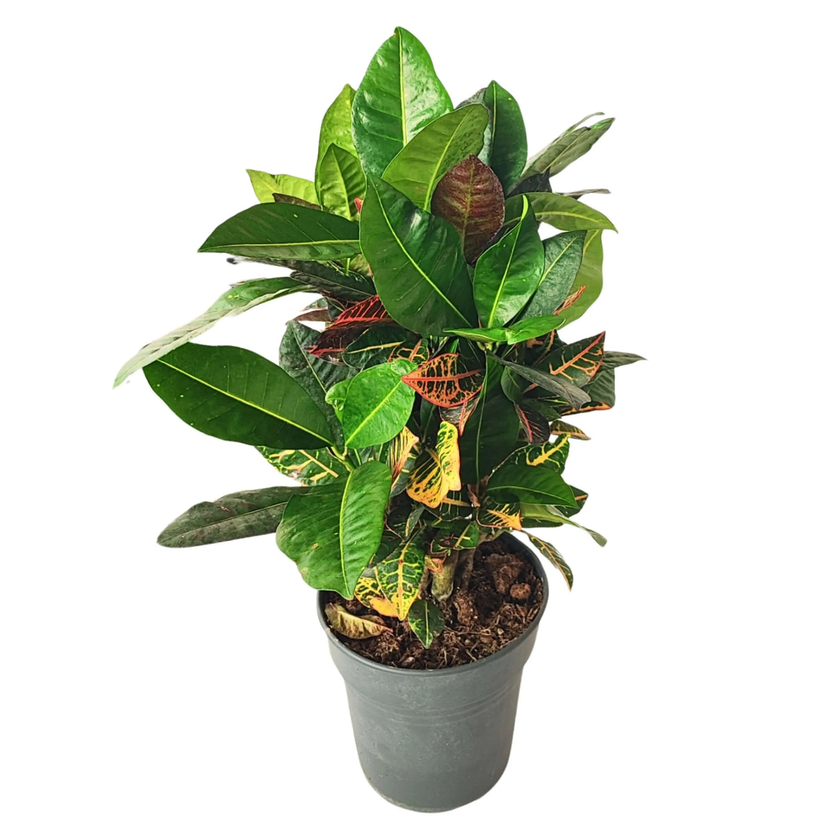 Codiaeum Petra