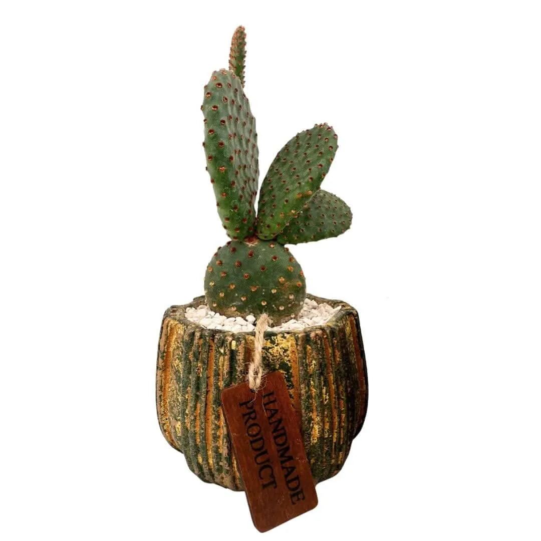 Composizione di una pianta grassa in vaso ceramica decor